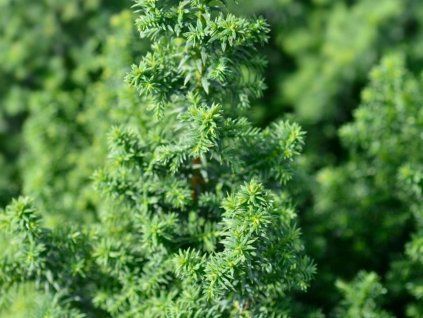 Ausgezeichneter Punkt