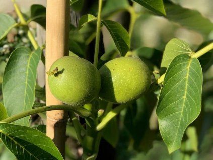 117358 oresak mini multiflora nr 9