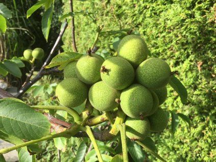 117361 oresak mini multiflora nr 14