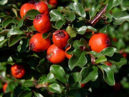 cotoneaster nanshan boer dwergmispel
