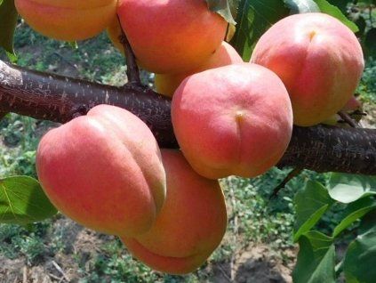 117398 merunka farbuz