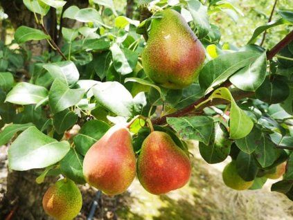 117473 hrusen forelle