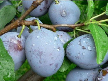 117506 svestka cerncicka