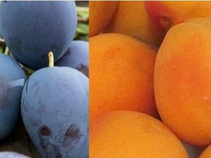 Pflaumen-Aprikosen-Duo