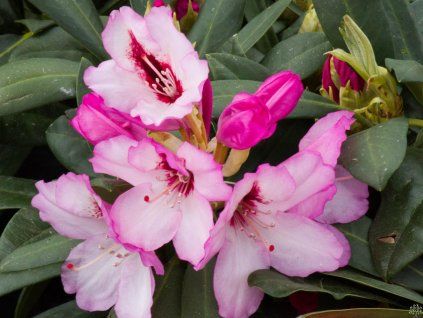 Rhododendron Danuta (1)