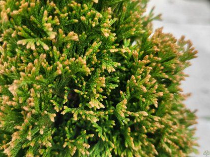 Thuja occidentalis 'Maks' (1)