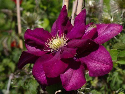 Clematis 'Jan III Sobieski'