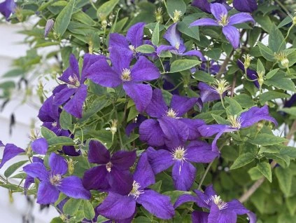 118337 plamenek jackmanii