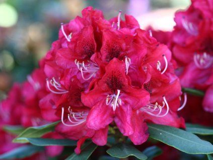 Rhododendron 'Karl Naue'