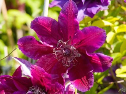 Clematis My Beauty (1)