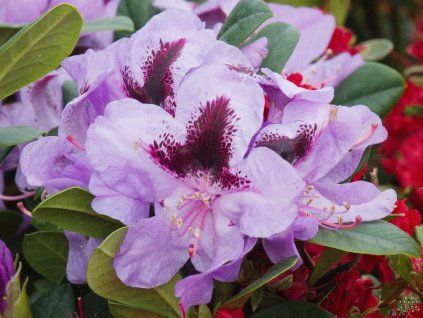 Rhododendron Mettalica (2)