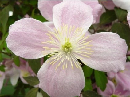 118394 plamenek mayleen