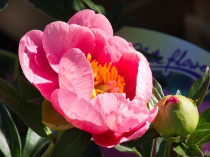 Paeonia Lovely Rose (2)