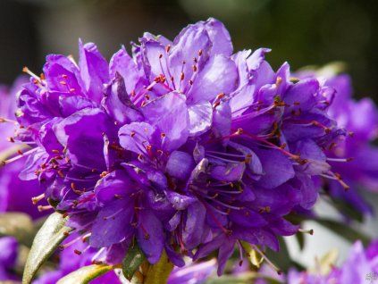 Rhododendron Gletchernacht (2)