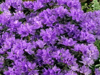 purple pilow