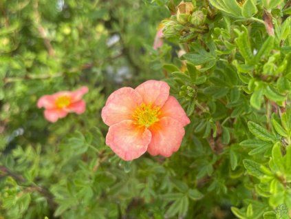 118979 Mochna-Strauch Rosiflor