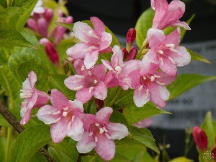 Weigela Bouquet Rose (1)