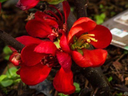 Chaenomeles Hot Fire (2)