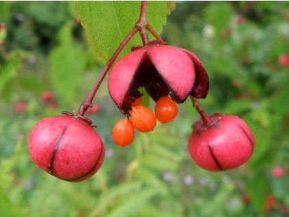 euonymus oxyphyllus 4070073802