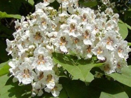 catalpa