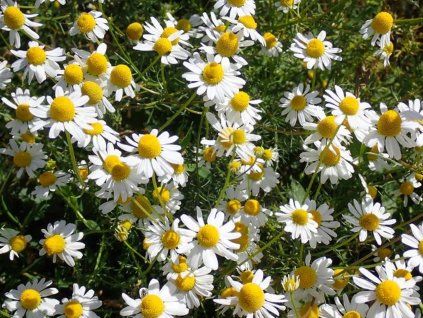 he�m�nek right�