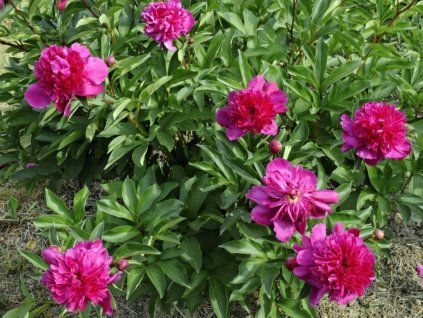 Pfingstrose Anemoniflora 3