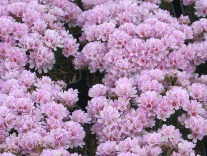 120090 Armeria juniperifolia Lelekovice