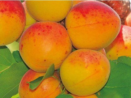 120159 merunka etela