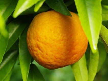 Mandarinka 'Fina' (Balení kontejner C2)