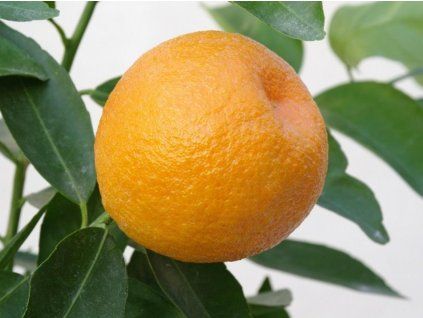 Mandarinka 'Marisol' (Balení kontejner C2)