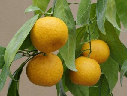 Mandarinka 'Honikan' (Balení kontejner C2)