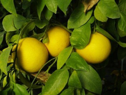 120282 1 grep duncan