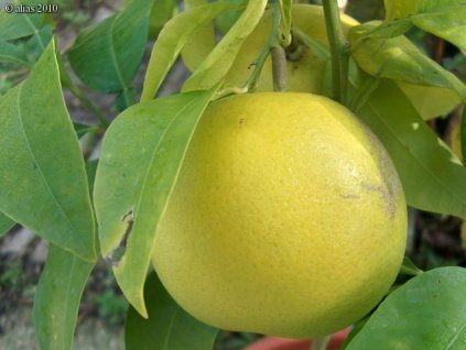 Pomelo 'Pomelo Walker' (Balení kontejner C2)