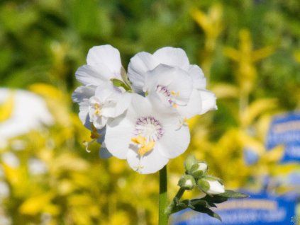 Polemonium caeruleum 'Album' (1)