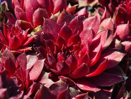 Sempervivum x hybr. 'Draco'