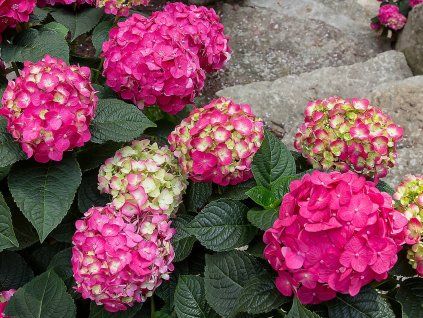 hydrangea macrophylla endless summer love~2