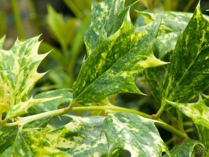 Dreifarbiger Osmanthus