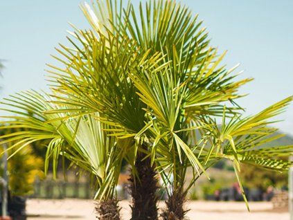 Trachycarpus Fortunei (Balení kontejner p15)