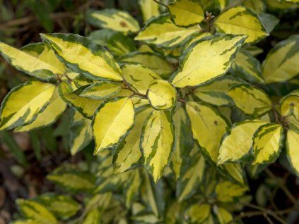 Ebbinges Ölweide 'Lemon Ice' (Verpackter Container C4)