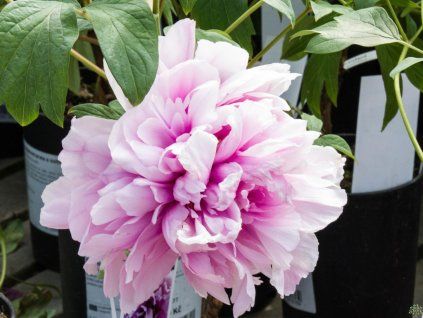 Paeonia Rosea Plena