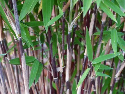 Fargesia nitida Shadowlight 2