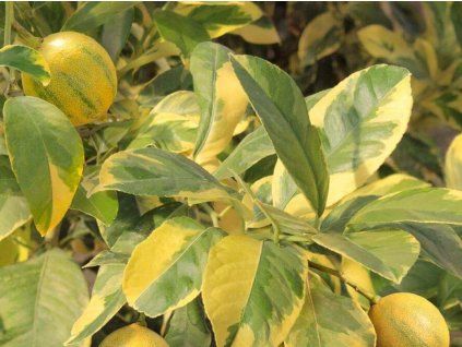 Citrónovník 'Variegato' (Balení kontejner C2)