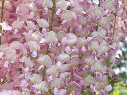 Rosen-Wisteria