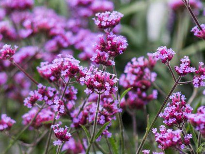 Verbena Lollipop (2)