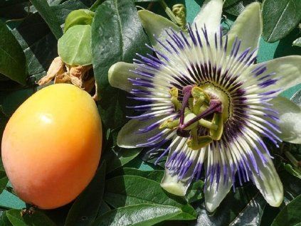 maracuja