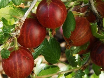 Ribes uva crispa 'Spinefree'