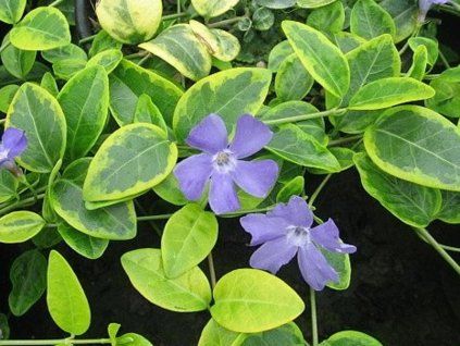 variegata gold