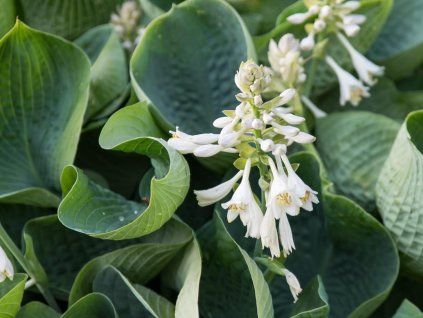 702 8836 Hosta Abiqua Drinking Gourd 2 scaled