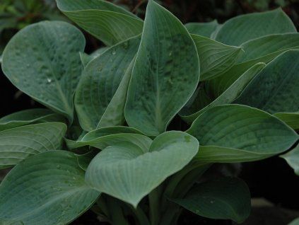 36180 bohyska big daddy hosta big daddy