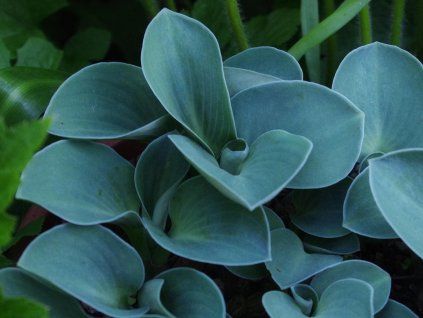 hosta blue mouse ears 8 5 20 cb690faf1a